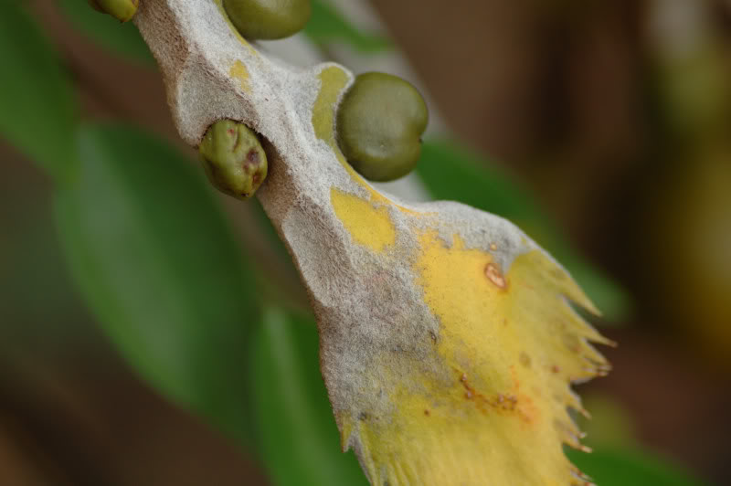 Изображение особи Cycas circinalis.