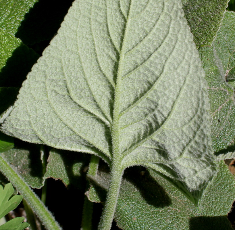 Изображение особи Phlomis russeliana.