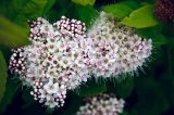 род Spiraea