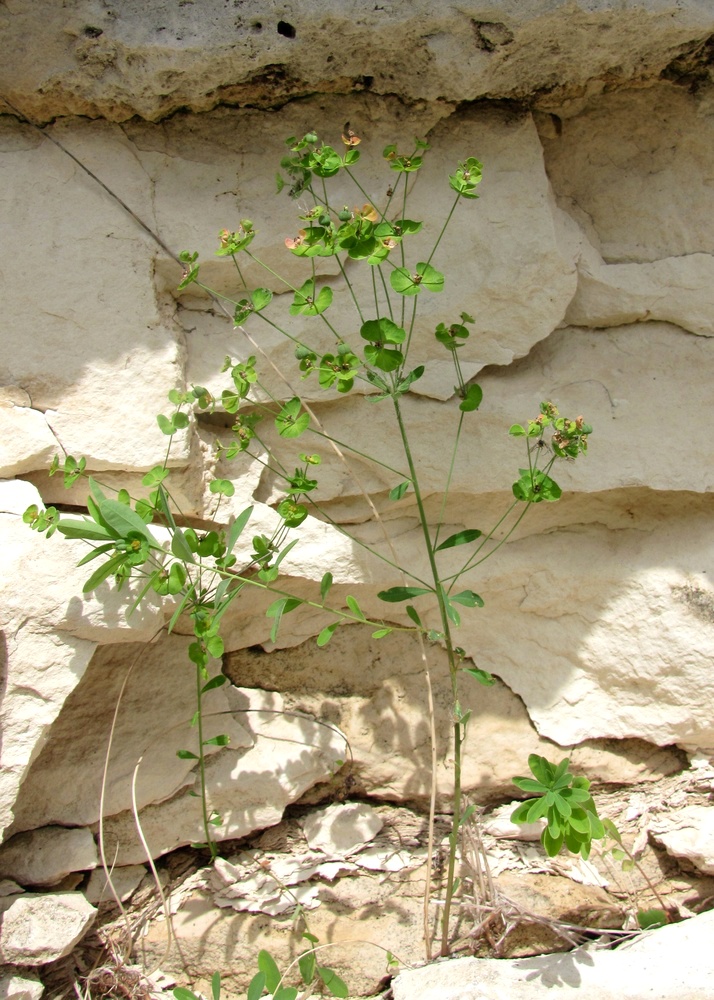 Изображение особи Euphorbia borodinii.