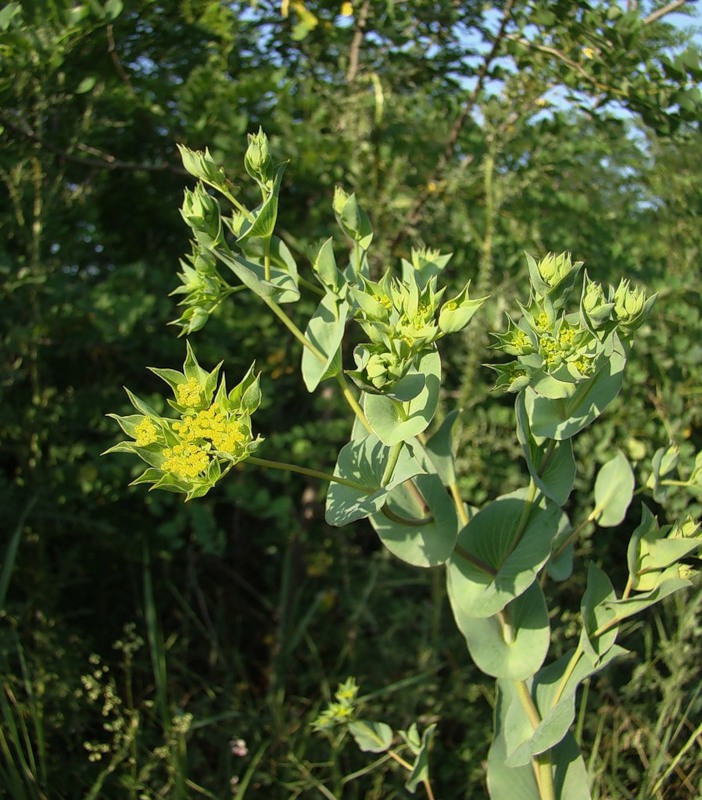 Изображение особи Bupleurum rotundifolium.