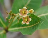 Jatropha unicostata