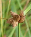 Bolboschoenus planiculmis