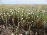 Achillea setacea