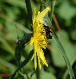 Tragopogon podolicus