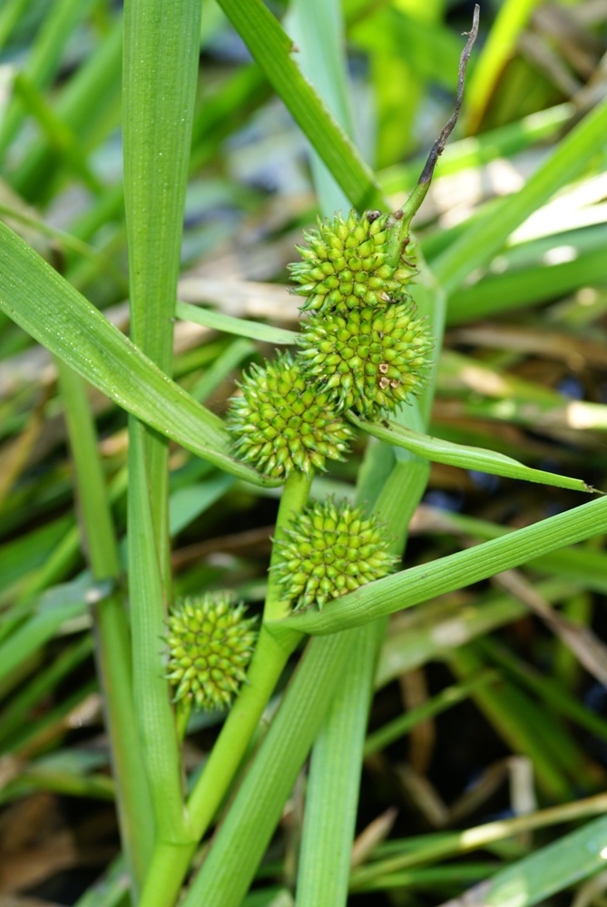 Изображение особи Sparganium japonicum.