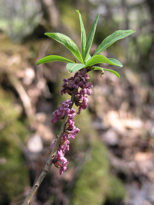 Изображение особи Daphne mezereum.