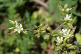 Cerastium glomeratum