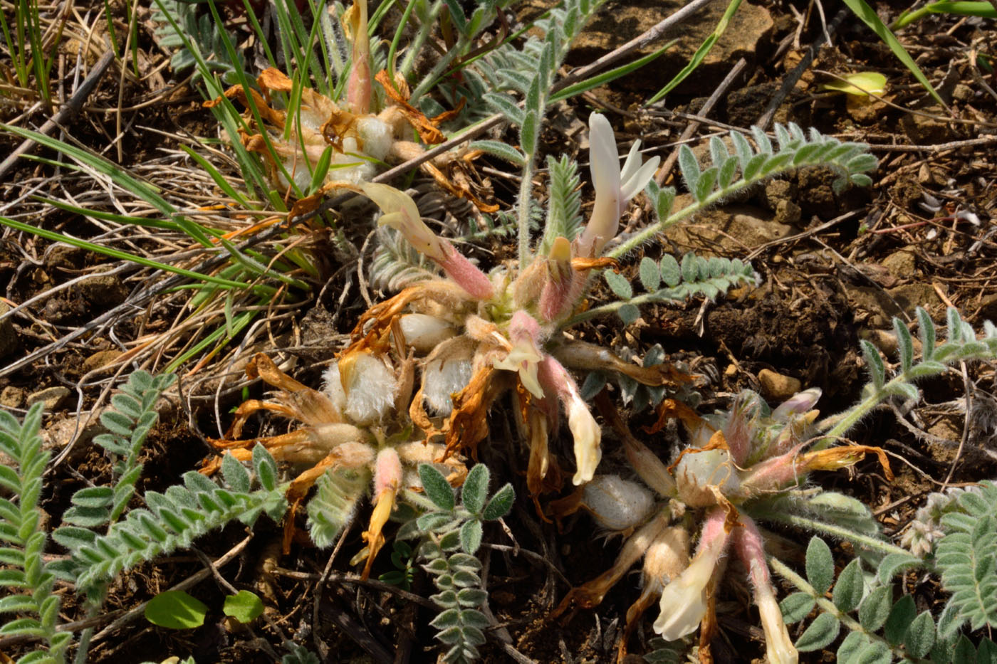 Изображение особи Astragalus testiculatus.