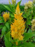 Celosia argentea