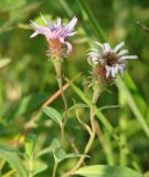 Aster sibiricus