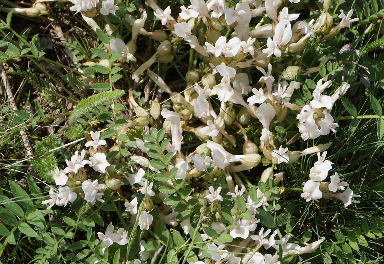 Изображение особи Astragalus megalanthus.