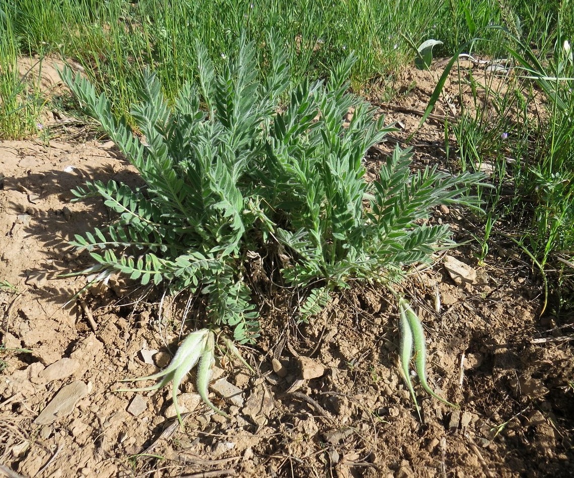 Изображение особи Astragalus xipholobus.