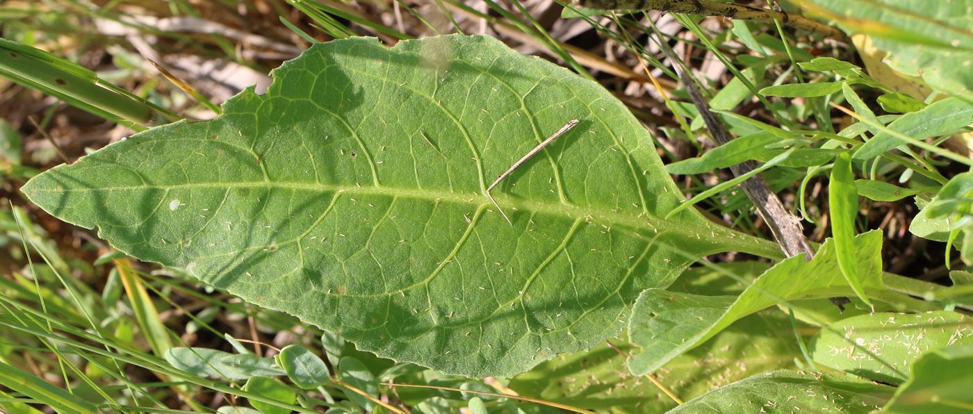Image of Stemmacantha serratuloides specimen.