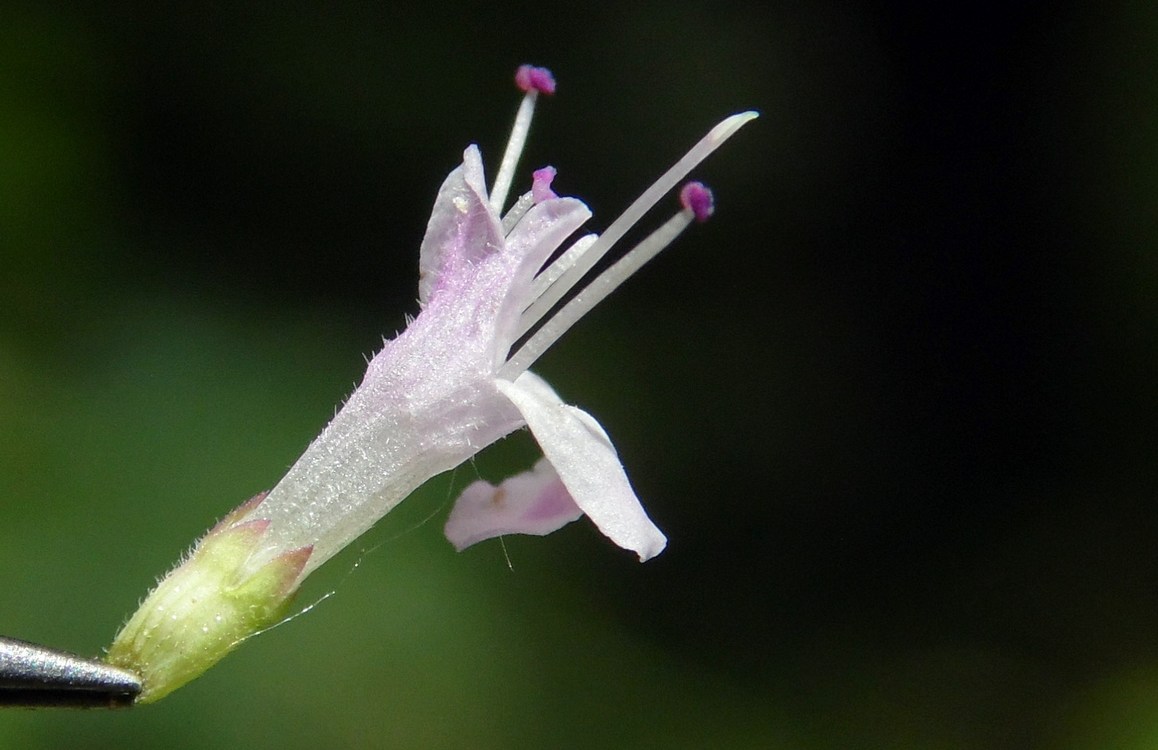 Изображение особи Origanum vulgare.