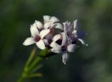 Asperula biebersteinii. Соцветие. Республика Адыгея, Майкопский р-н, ок. 3 км к северу от пос. Гузерипль, восточный склон горы Казачья, выс. ок. 1200 м н.у.м., на краю скалы. 23.07.2016.