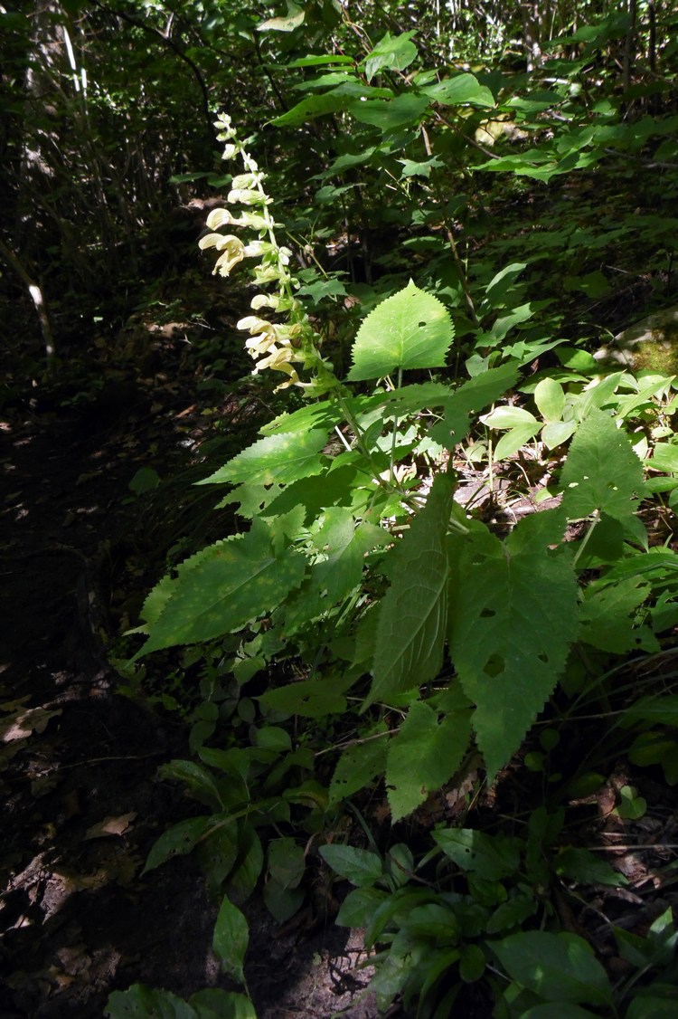 Изображение особи Salvia glutinosa.