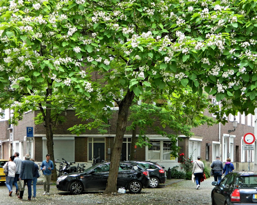 Изображение особи Catalpa bignonioides.