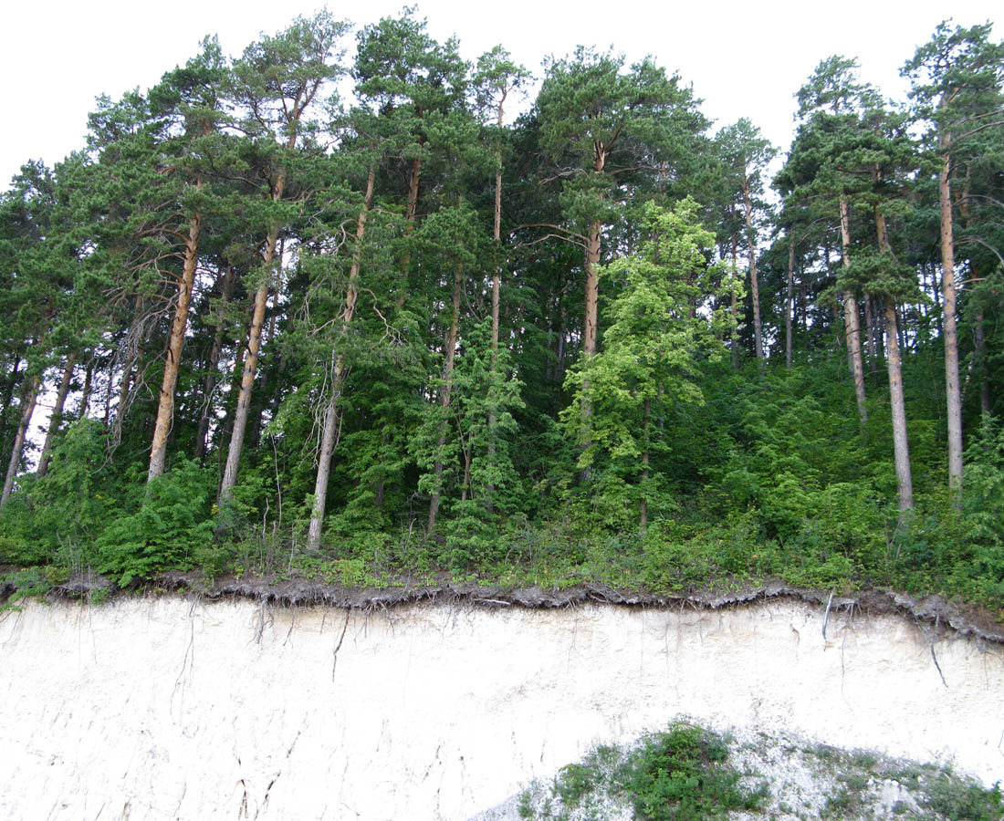 Изображение особи Pinus sylvestris.