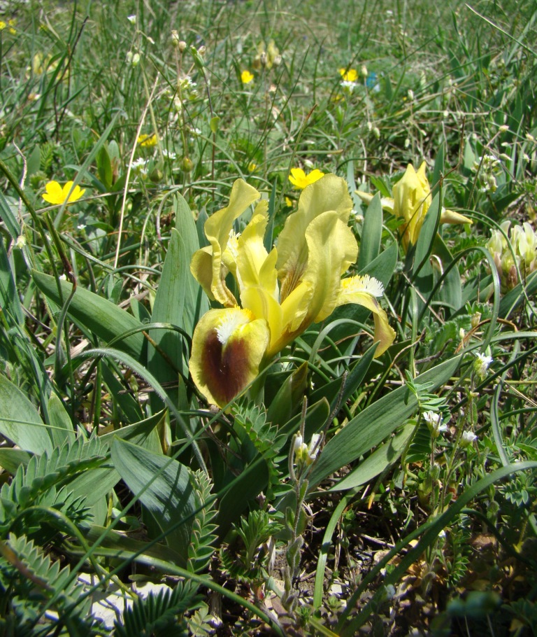 Изображение особи Iris pumila.