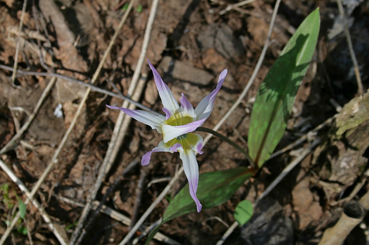 Изображение особи Erythronium sibiricum.