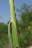 Stipa pulcherrima. Часть побега с основанием листа и язычком. Краснодарский край, м/о г. Новороссийск, гора Рябкова, грабинниково-скумпиевое редколесье с множеством кустов Paliurus spina-christi на каменистом южном склоне. 06.05.2017.