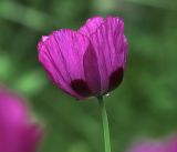 Papaver somniferum