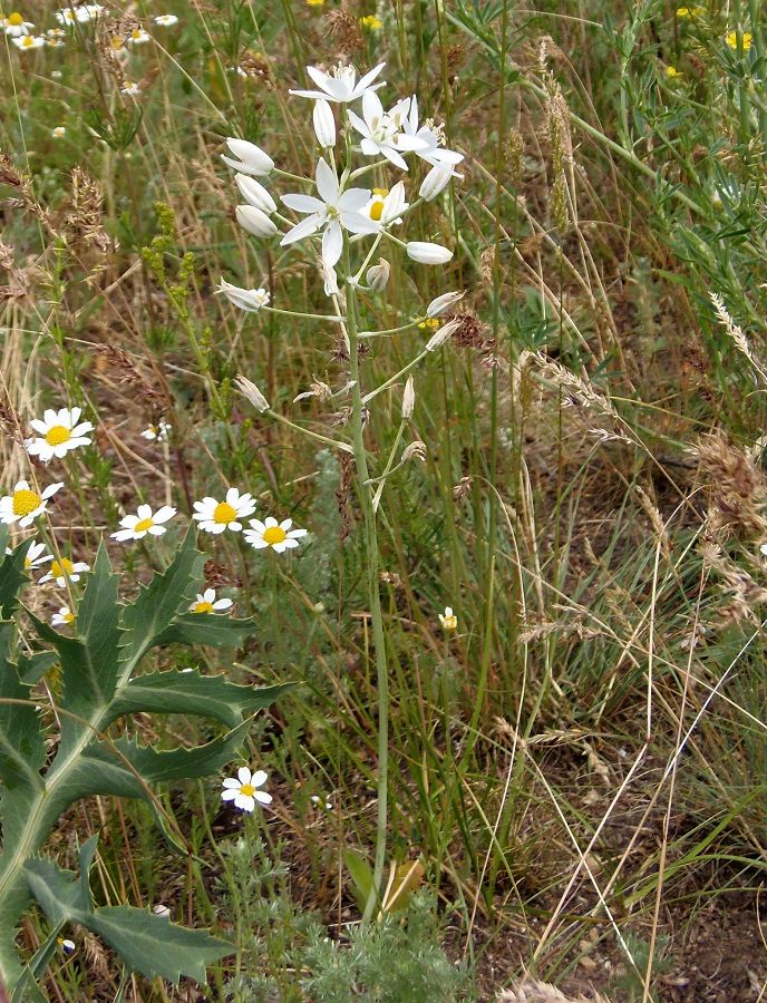 Изображение особи Ornithogalum fischerianum.