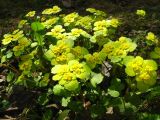 Chrysosplenium alternifolium