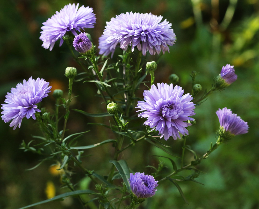 Изображение особи Symphyotrichum &times; versicolor.