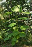 Paulownia tomentosa. Молодое растение. Краснодарский край, г. Сочи, Лазаревский р-н, с. Барановка, берег реки В. Дагомыс. 04.08.2017.