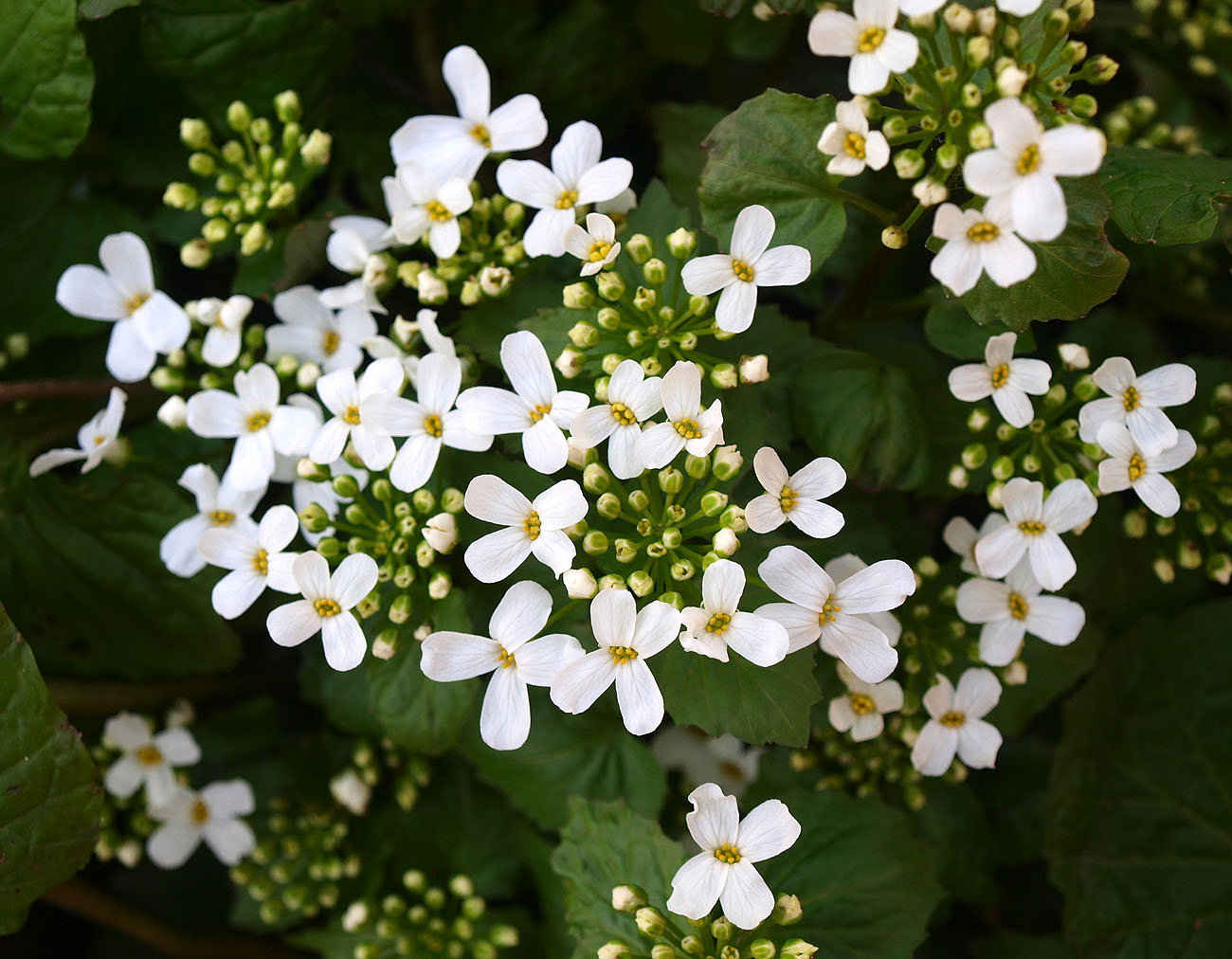 Изображение особи Pachyphragma macrophyllum.