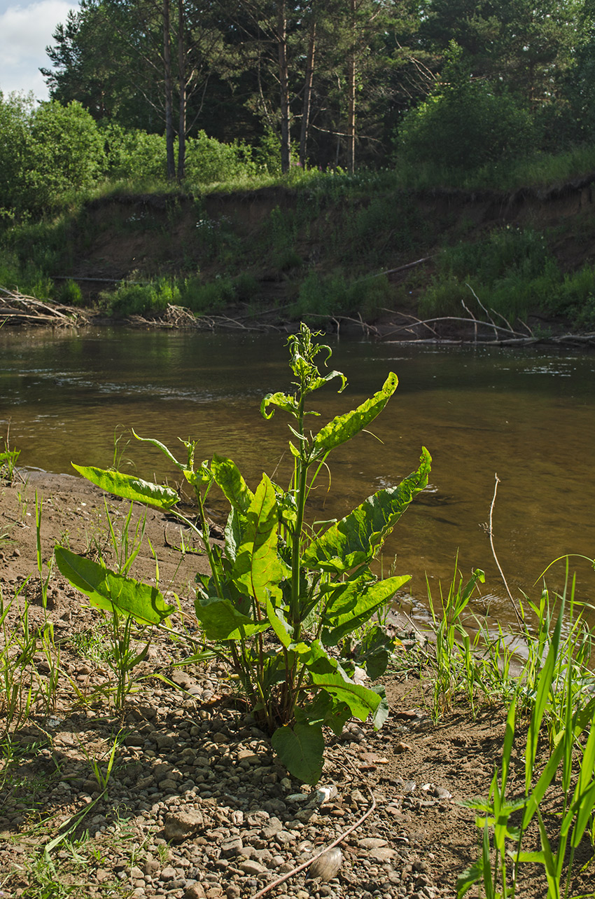 Изображение особи Rumex aquaticus.