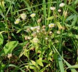 Erigeron strigosus. Цветущие растения. Московская обл., Щёлковский р-н, пос. Монино, газон у ж.-д. станции, сорное. 09.09.2018.