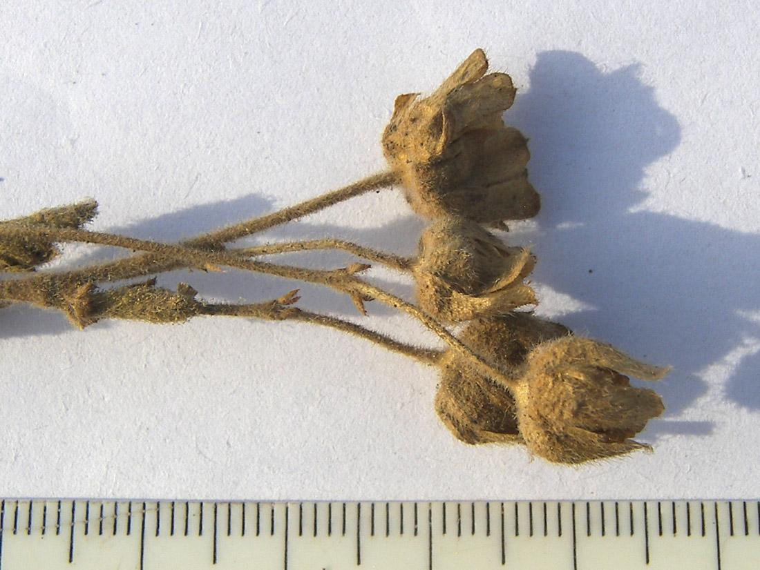 Image of Potentilla geoides specimen.