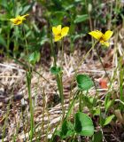 Viola biflora. Верхушки цветущих растений. Магаданская обл., Ольский р-н, Ольское побережье, руч. Борискин ключ, разнотравный луг на приморском склоне. 24.06.2018.