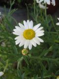 Argyranthemum frutescens. Верхушка цветущего растения. Санкт-Петербург, в культуре. 4 июня 2010 г.