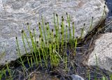 Equisetum fluviatile. Спороносящие растения. Алтай, Катунский хребет, берег оз. Верхнее Мультинское, ≈ 1800 м н.у.м., каменистый берег озера, в воде. 01.07.2018.