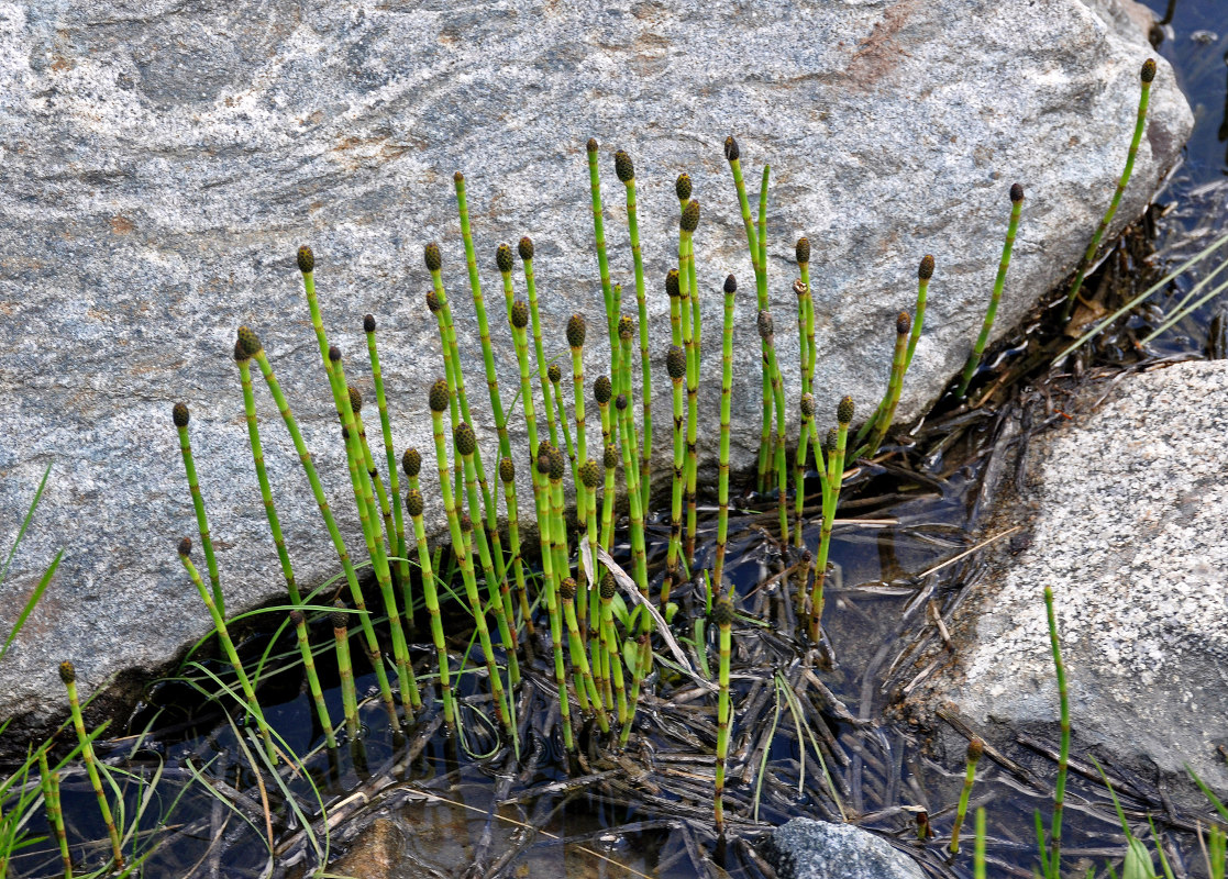 Изображение особи Equisetum fluviatile.