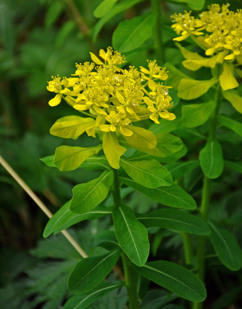 Изображение особи Euphorbia pilosa.