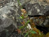 Galium boreale. Верхушка побега с бутонами. Магаданская обл., Ольский р-н, окр. пос. Атарган, приморский крутой склон со скальными выходами. 05.07.2017.