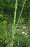 род Tragopogon. Часть побега. Краснодарский край, Крымский р-н, окр. пос. Жемчужный, заброшенный карьер, заросли кустарников. 12 мая 2019 г.