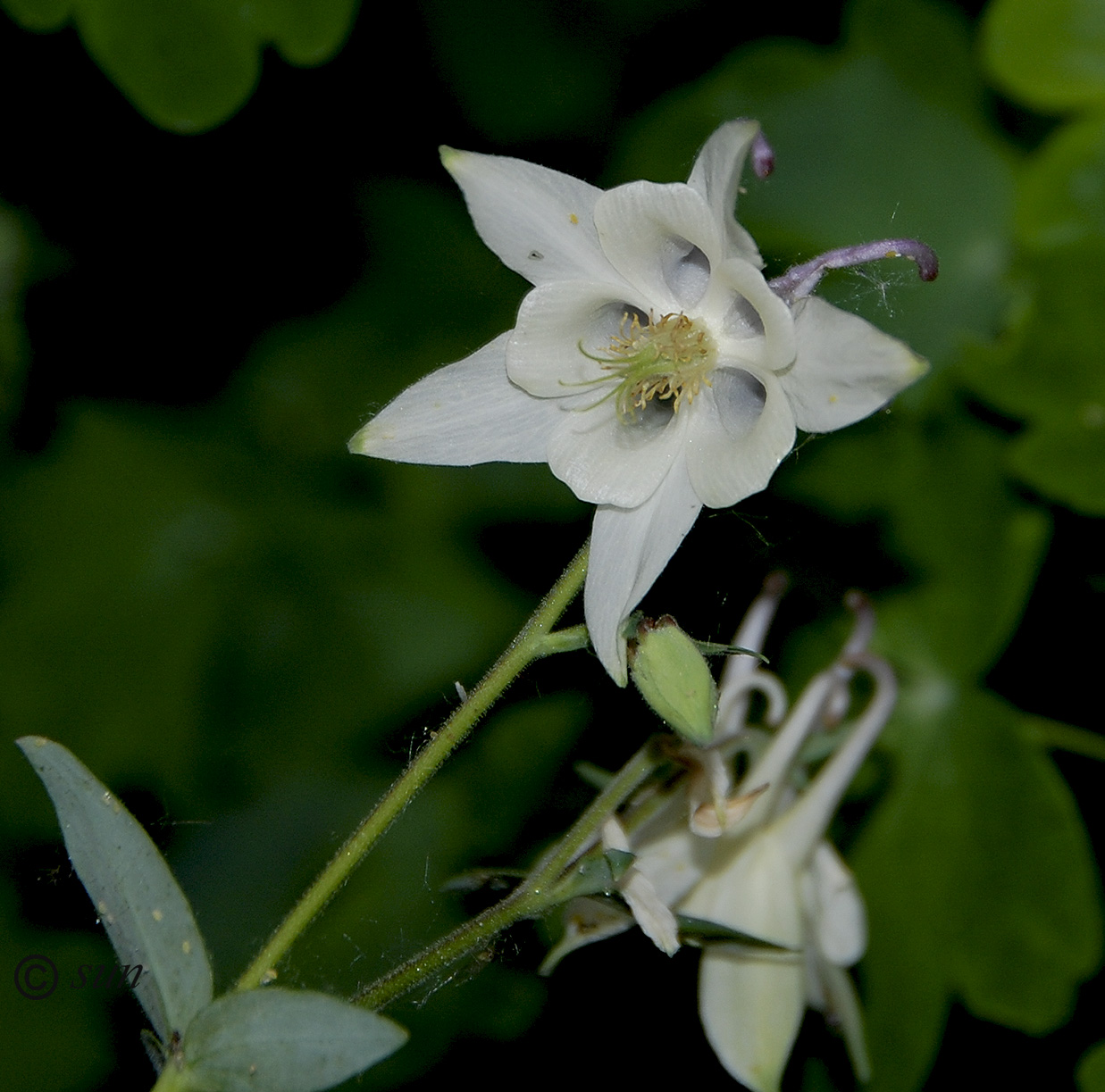 Изображение особи Aquilegia coerulea.