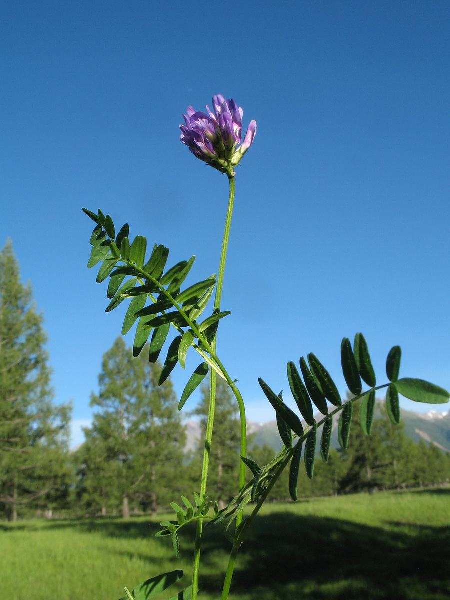 Изображение особи род Astragalus.