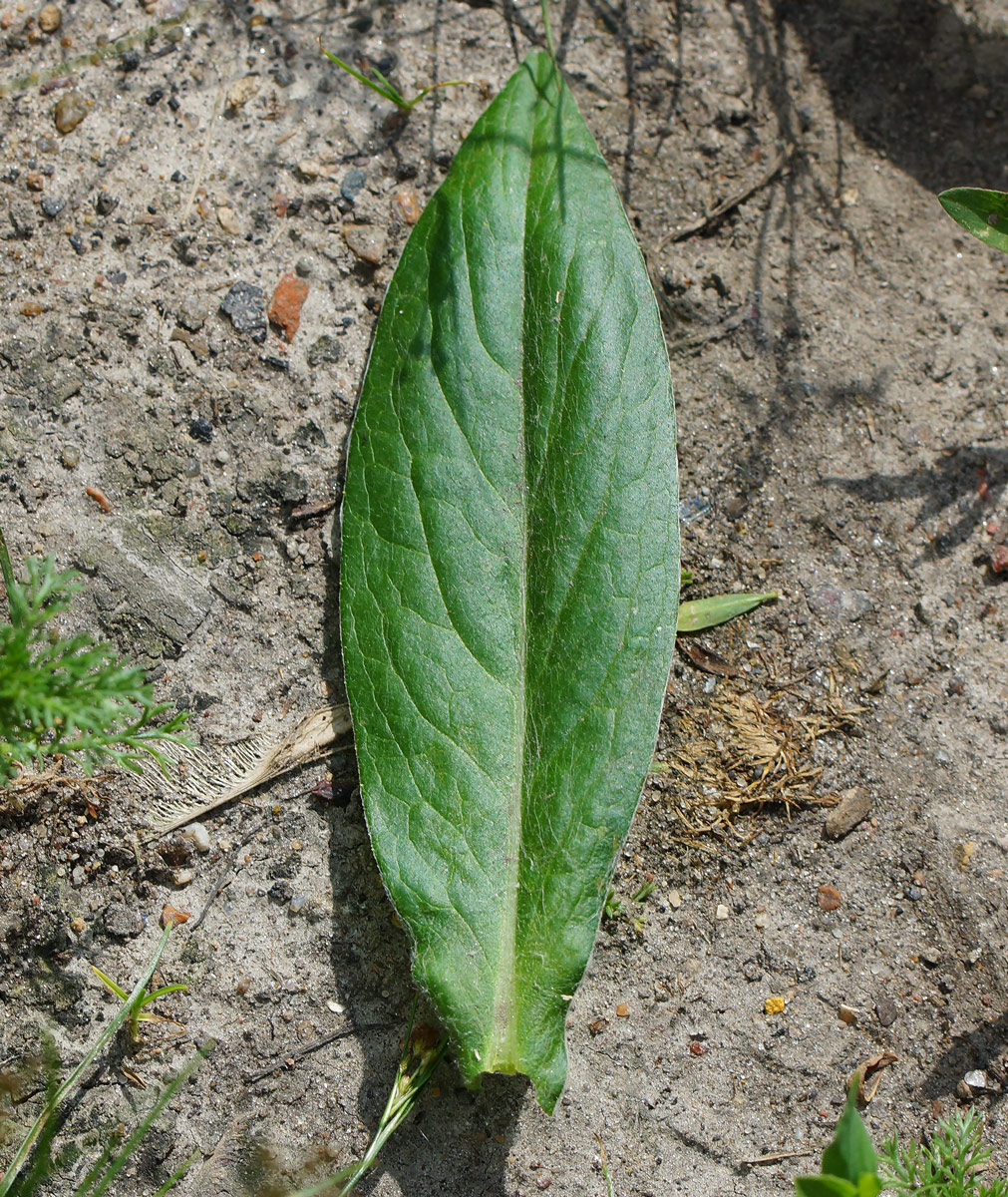 Изображение особи Centaurea montana.