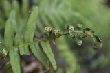 Polypodium vulgare