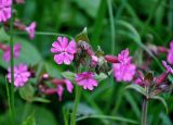 Melandrium dioicum. Соцветие. Московская обл., Сергиево-Посадский р-н, усадьба \"Абрамцево\", луг на берегу пруда. 25.05.2019.