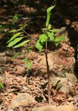 Arisaema peninsulae. Цветущее растение. Приморский край, окр. г. Владивосток, в дубовом лесу. 20.05.2020.