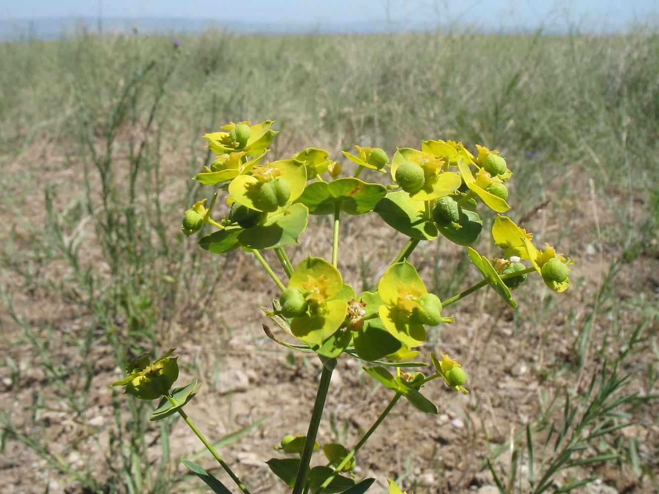 Изображение особи Euphorbia jaxartica.