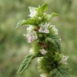 Lycopus europaeus. Верхушка цветущего побега. Краснодарский край, станица Крыловская, прибрежные заросли в пойме р. Челбас. 07.09.2010.